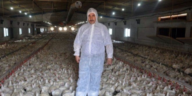 Tavukta Emirlik Bereketi Yaşanıyor