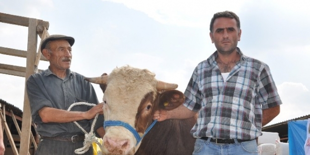 Tosun "polat" Otomobil Fiyatına Satıldı