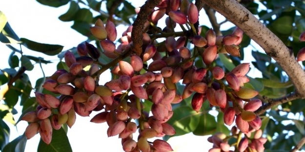 Gaziantep “yeşil Altına” Sahip Çikiyor