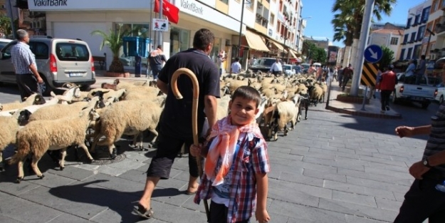 4.izmir Koyun Keçi Panayırı Seferihisar’ı Şenlendirecek
