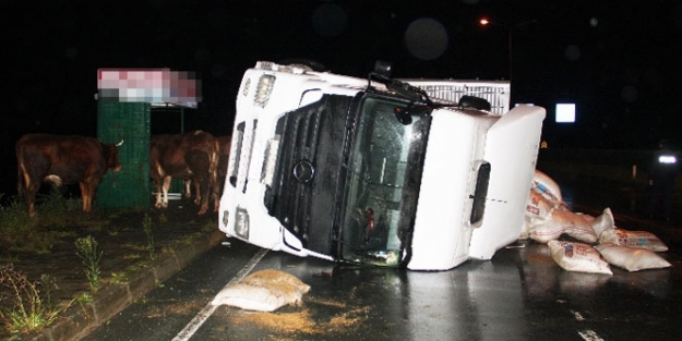 TIR kaza yaptı; kurbanlıklar yola saçıldı