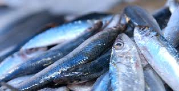 Hamsi 7 TL’den alıcı buluyor