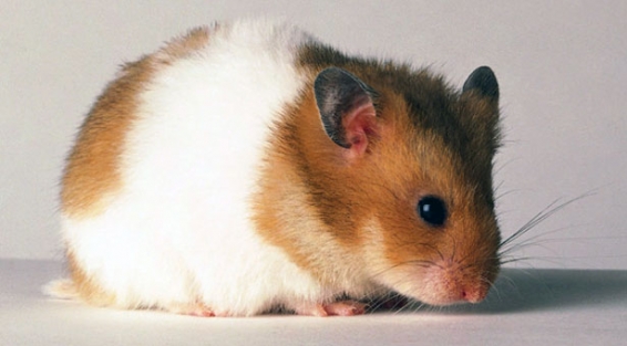 Emekli maaşını fareler yedi!