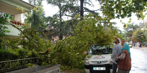 Fırtına, asırlık çınarları yerinden söktü