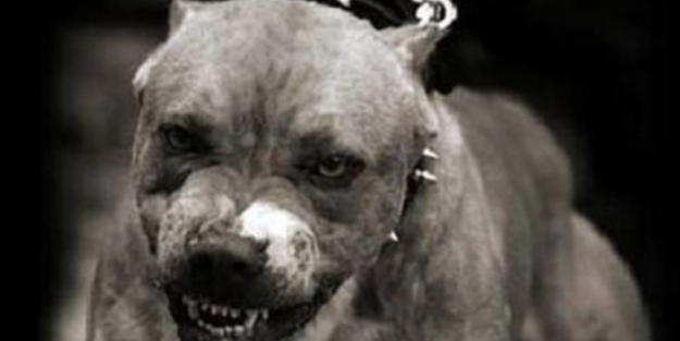 Pitbul dehşeti!