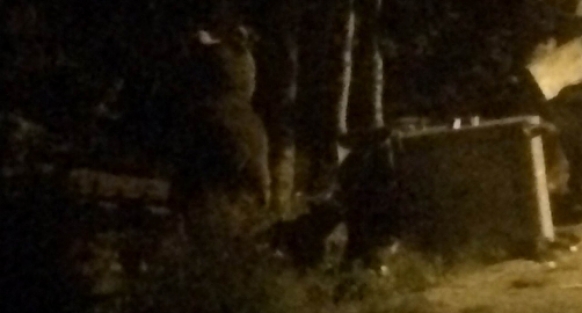 Bursa'da ayılar şehre indi!