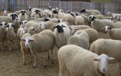 Kurban kesecekler Mavi Dil hastalığına dikkat!