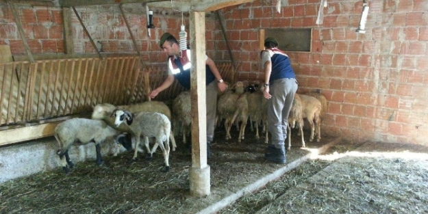 Çaldıkları hayvanları paylaşamayınca kendilerini ihbar ettiler!