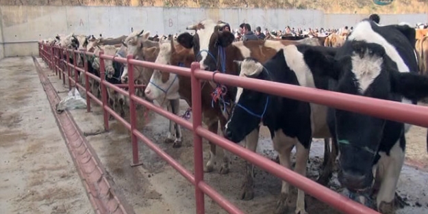 Kurbanlıklar pazarda kaldı