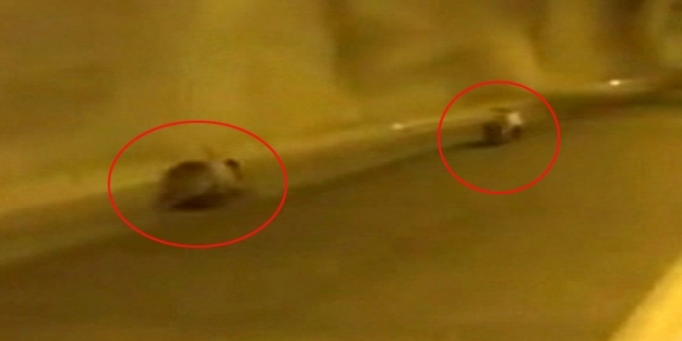 Yavru ayılar tünelde