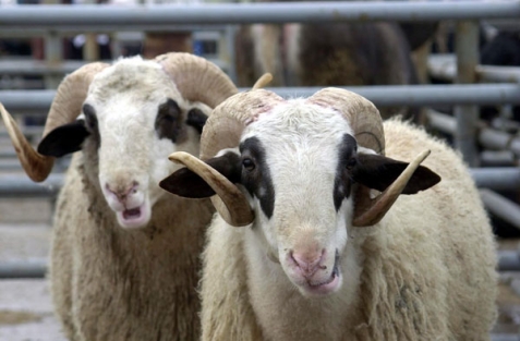 Kaç kurbanlık hayvan kesilecek?