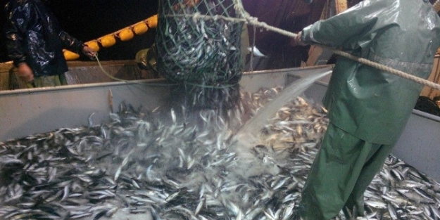 İstavrit bolluğu şaşırttı!