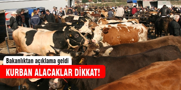 Kurbanlık alırken bunlara dikkat edin!