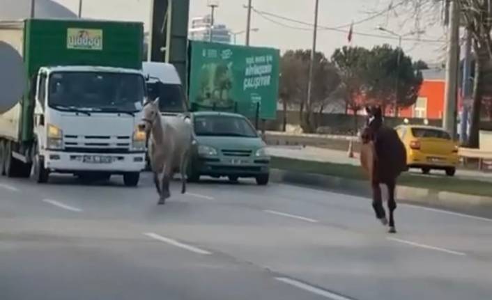 Bursa'da sürücüler isyan etti! Başıboş atlar tehlike saçıyor