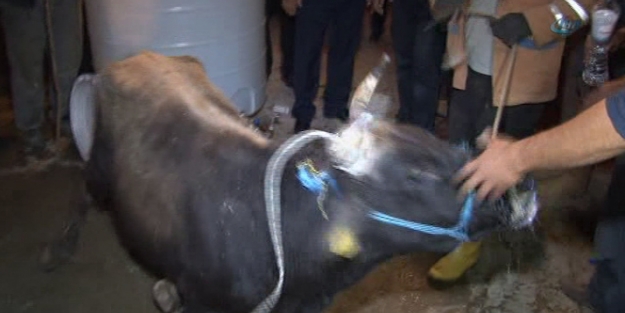 Kurbanlık dana itfaiye'yi harekete geçirdi