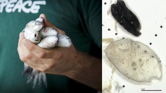 Büyük tehlike! Yüzde 91'inde mikroplastik çıktı...