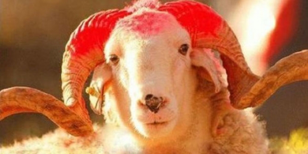 ABD askerlerine kurban uyarısı!