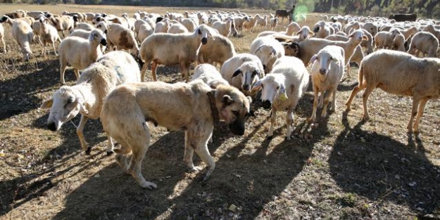 Kurt sürüsü 136 koyunu telef etti!