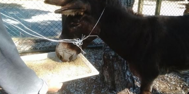 Eşeğe insanlık dışı eziyet!