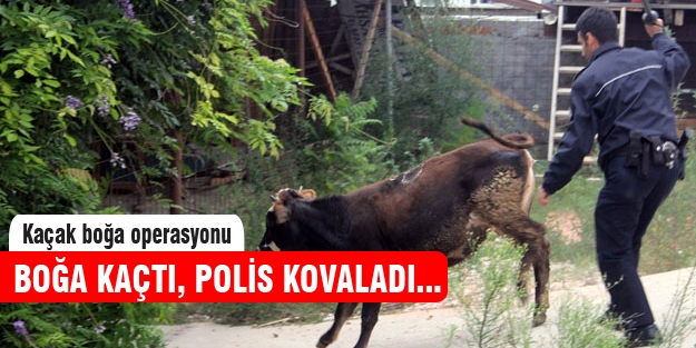 Kaçan boğa polise zor anlar yaşattı