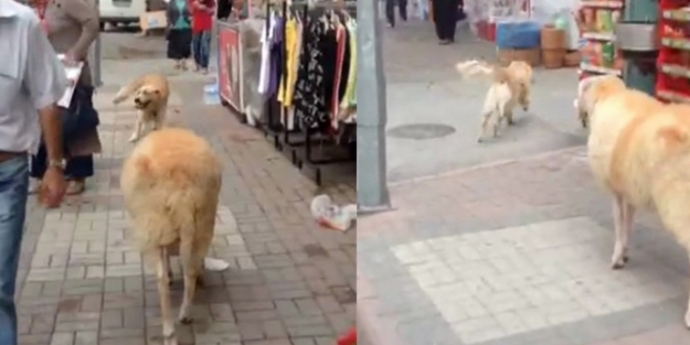 Kurbanlık koç, köpeği kovalarsa...