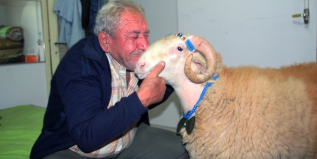 Koçunu bayramlaşmaya çıkardı