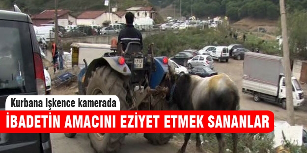 Kurbanlığa inanılmaz eziyet