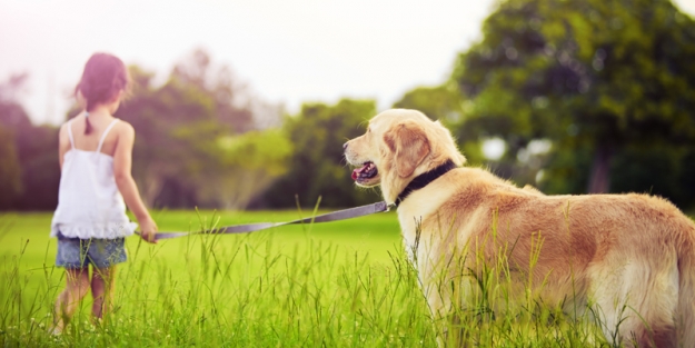 Köpeklere sakatat vermeyin!