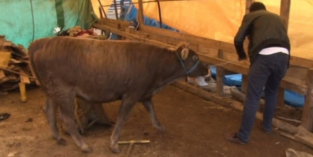 Çoban uyudu, inekler çalındı!