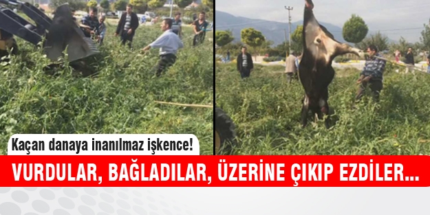 Tarlaya giren danaya görülmemiş eziyet