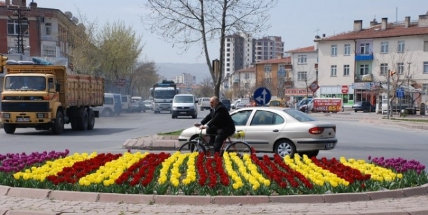 2015 Yılı İlk Baharı İçin 30 Bin Adet Lale Soğanı 15 Bin Adet Menekşe