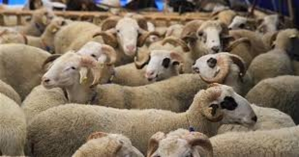 Kurbanlıklar geri dönüyor!