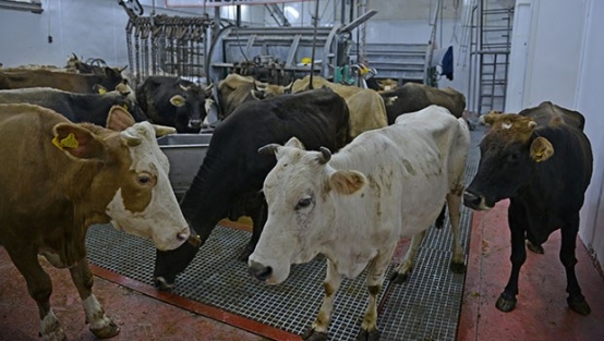 Elde kalan kurbanlıklara bakanlıktan çözüm!