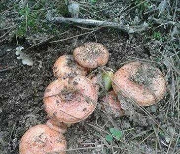 Bayramda Mantar Topladılar