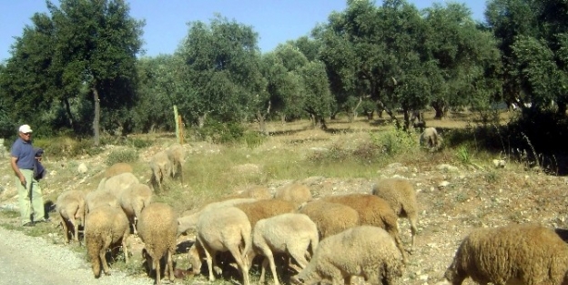 Küçükbaş Kurbanlıklar Elde Kaldı