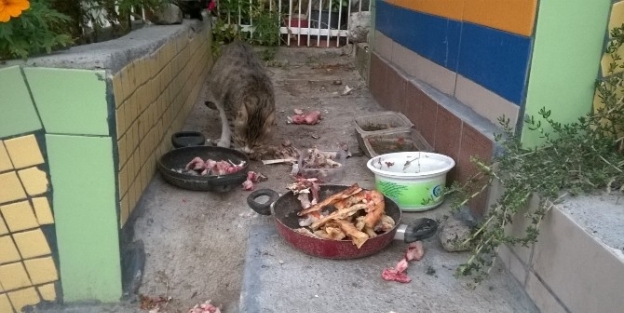 Kurban Bayramı’nda Hayvanlar Da Bayram Yaptı