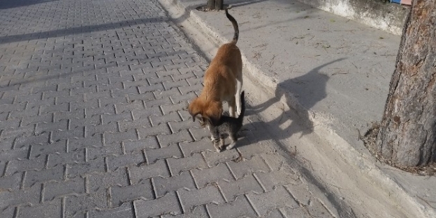 Demirci’de Kedi Ve Köpeğin Dostluğu