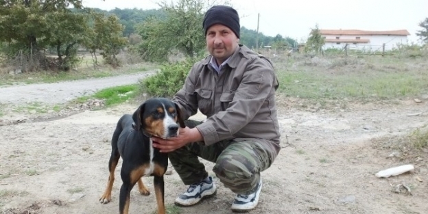 Domuz Avcısı Köpek