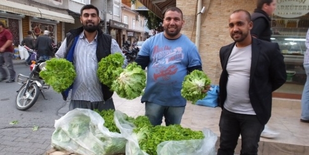 Kıvırcık Marul Çiftçinin Yüzünü Güldürdü
