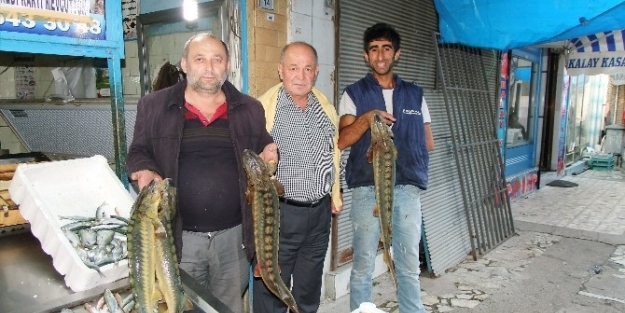 Nesli Tükenmekte Olan Kolan Balığı Balıkçıların Ağına Takıldı