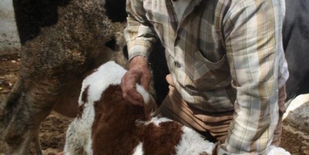 Selendi’üç Kulaklı Buzağı İlgi Odağı Oldu
