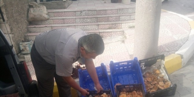 Melki Mantarı Fiyatları Düştü