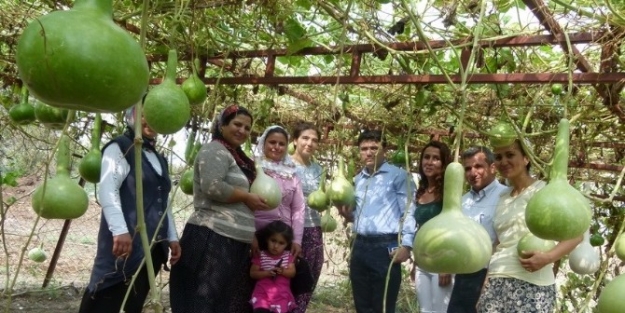 Karaisalı’da "su Kabağı, Süs Kabağı" Projesi Başladı
