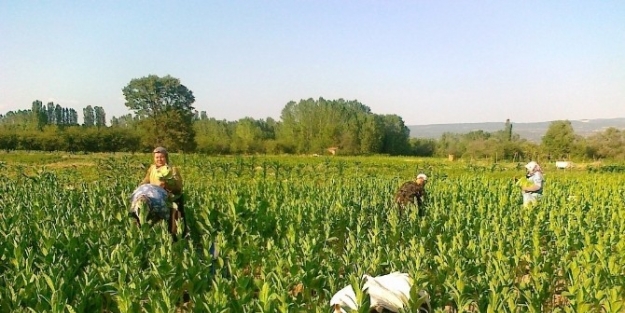 Tütün Çiftçisi Ve İhracatçisi Toplantıdan Çikacak Sonucu Bekliyor