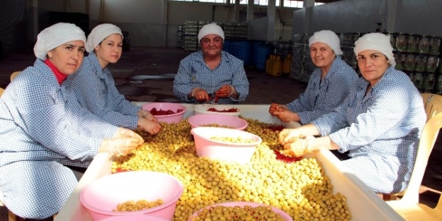 Sofralık Zeytin İhracati Yüz Güldürdü