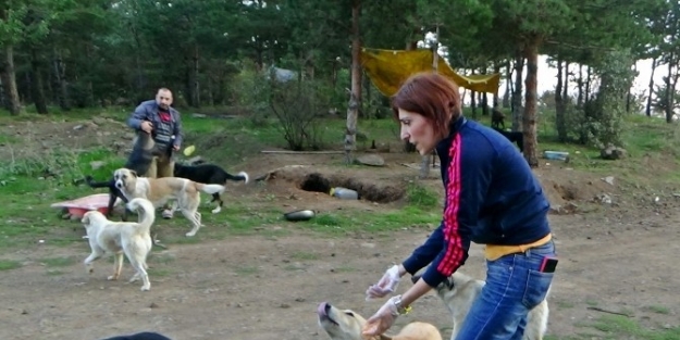 Hayvansever Kadın 200 Köpeğe Bakıyor