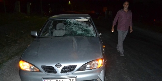 Kulu’da Otomobilin Çarptiği Büyükbaş Hayvan Telef Oldu
