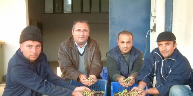 Burhaniye’de Tariş Yeşil Zeytin Alımına Başladı