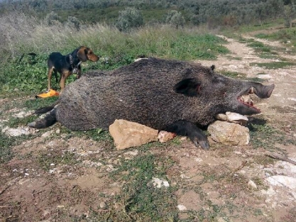Bursa'da yaban domuzu avı