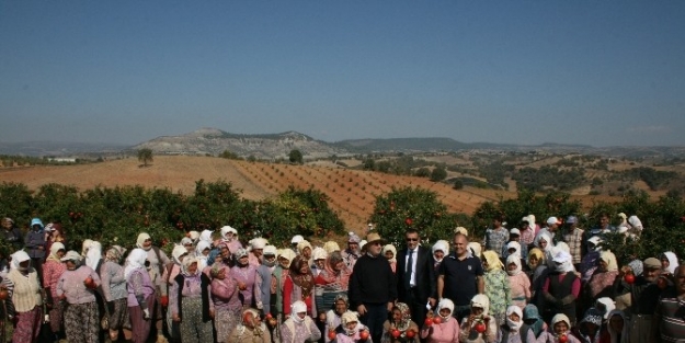 Köprübaşı’nda Nar Hasadı Başladı